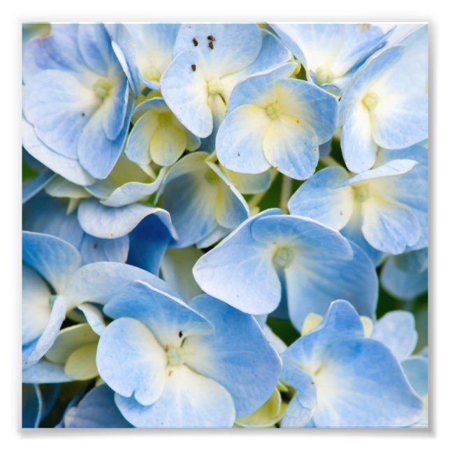 Foto Flor de Hydrangea Azul e Branca (Frente)
