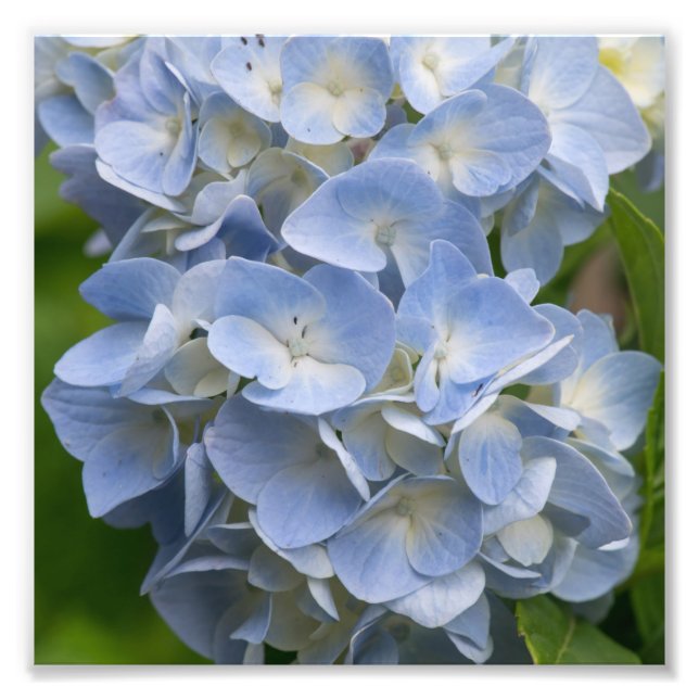 Foto Flor de Hydrangea Azul e Branca (Frente)
