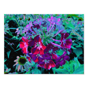 Foto Flor de Jardim Vermelho, Púrpura e Rosa Dramática