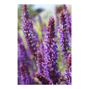 Foto Flor de Lavanda roxa