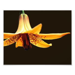 Foto Flor de Lily Canadiana Selvagem 8x10