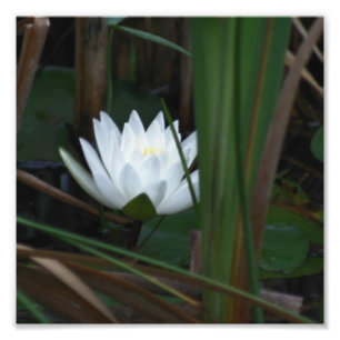Foto Flor de lírio de água de Lotus 8x8