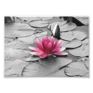Foto Flor de lírio rosa
