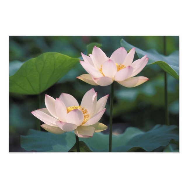 Foto Flor de lótus em flor, China (Frente)