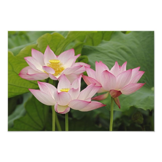 Foto Flor de lótus, Nelumbo nucifera, China 2 (Frente)