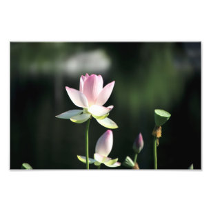 Foto Flor de Lótus Rosa e Branca