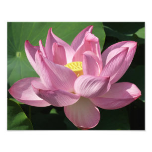 Foto Flor de Lotus Rosa IV