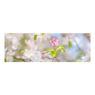 Foto Flor de maçã - Bela