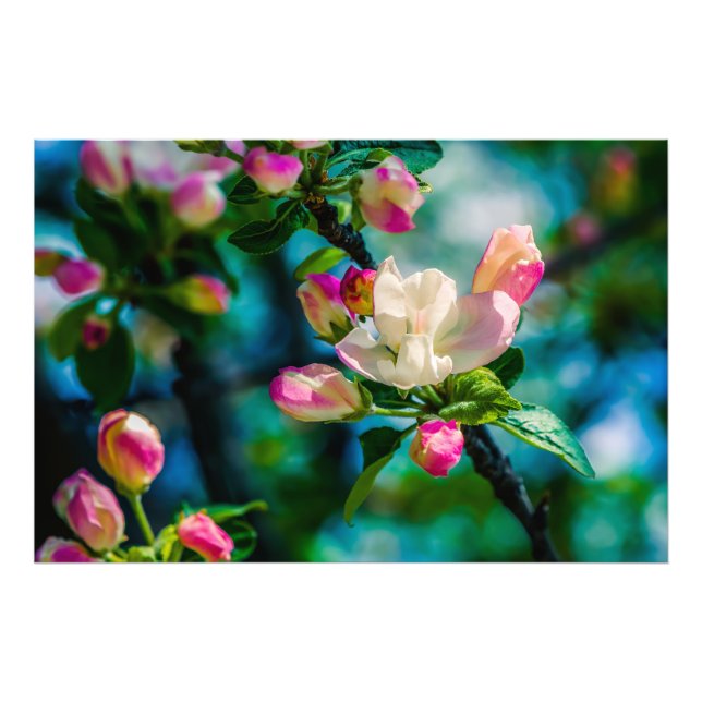 Foto Flor de macieira e botões (Frente)