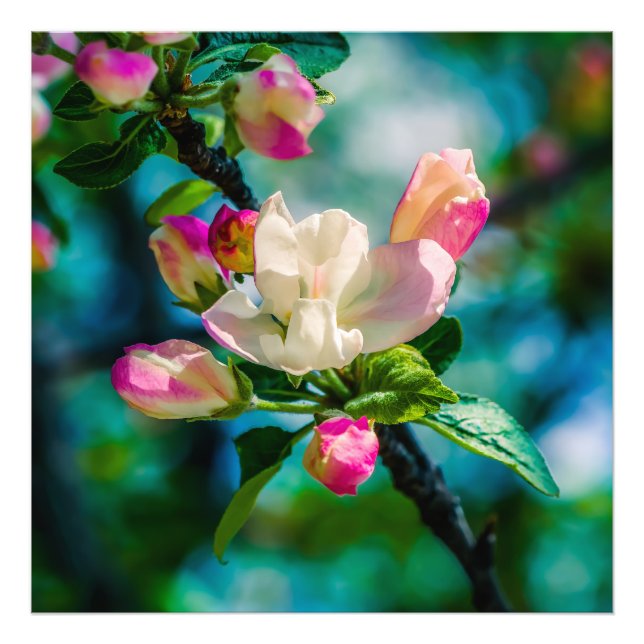Foto Flor de macieira silvestre e botões (Frente)