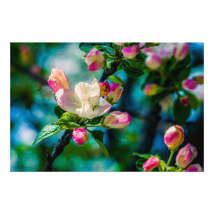 Foto Flor de macieira silvestre e botões