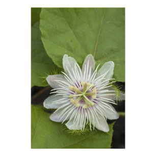 Foto Flor de Maracujá de Galápagos Passiflora foetida