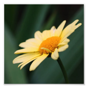 Foto Flor de margarida amarela fecha 8x8