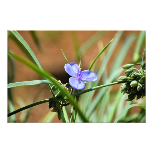 Foto Flor de mosto (Frente)