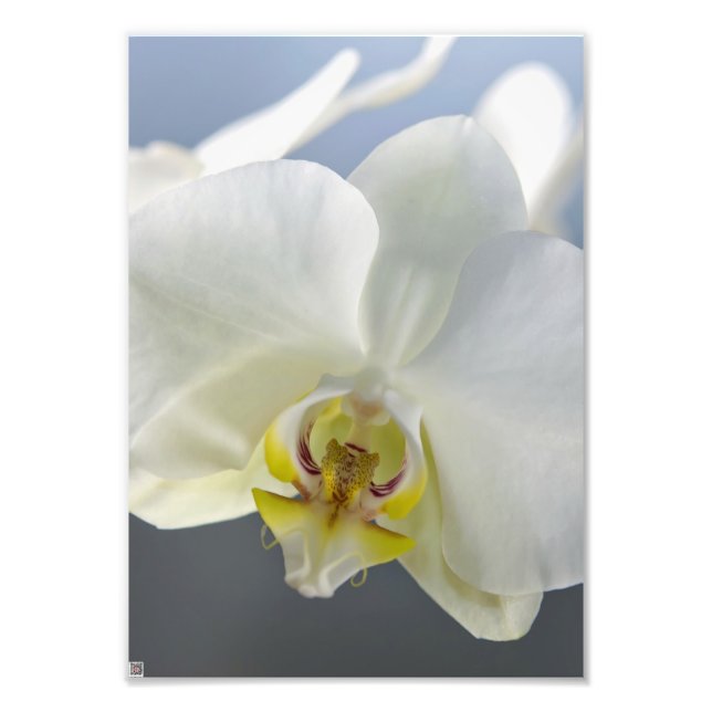 Foto Flor de Orquídea Branca (Frente)