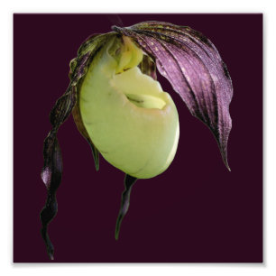 Foto Flor de Orquídea Branca de Slipper 8x8