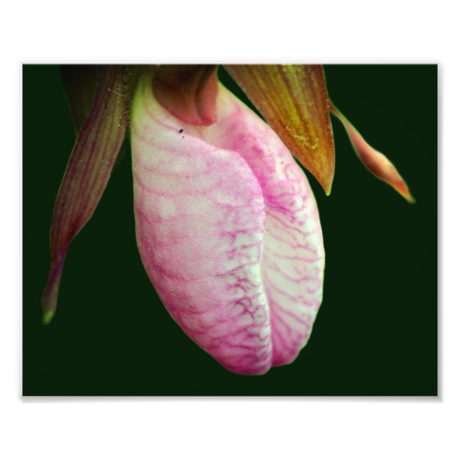 Foto Flor de Orquídea Cinzenta Rosa-Pálido 8x10 (Frente)