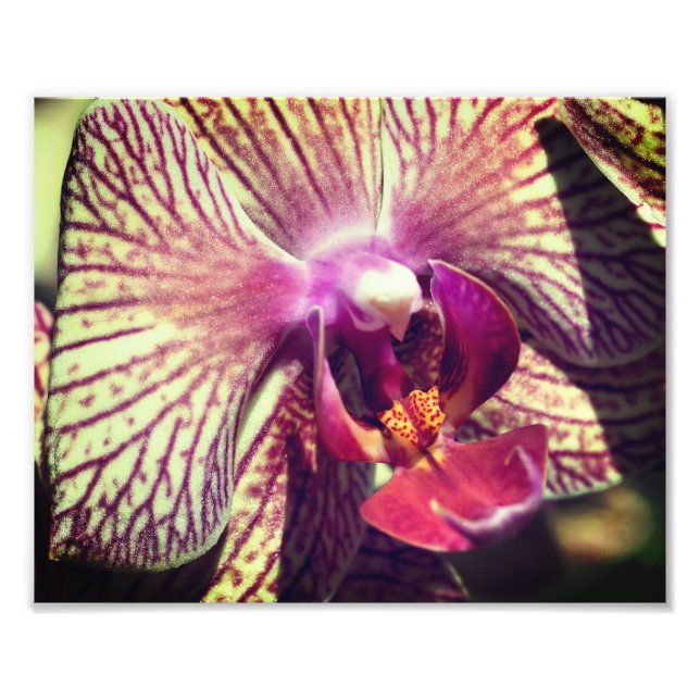 Foto Flor de Orquídea Roxo Fechado Feche 8x10 (Frente)