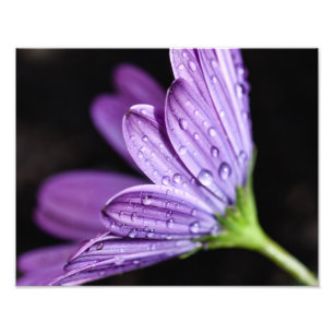 Foto Flor de Osteospermum, margarida púrpura