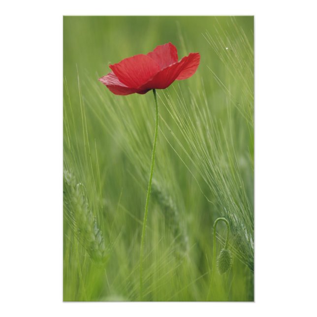 Foto Flor de papoila vermelha entre a cultura de trigo, (Frente)