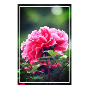 Foto Flor de Pedônia Rosa no Jardim-33333