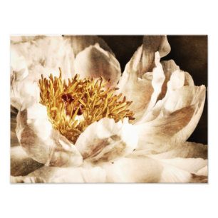 Foto Flor de Pênia Branca Sepia Flores de Fundo Preto