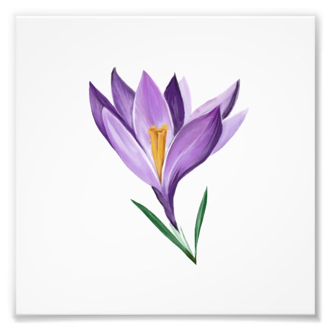 Foto Flor de Primavera de Crocus (Frente)
