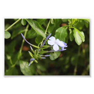 Foto Flor de Purpled