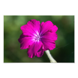 Foto flor de rosa campion