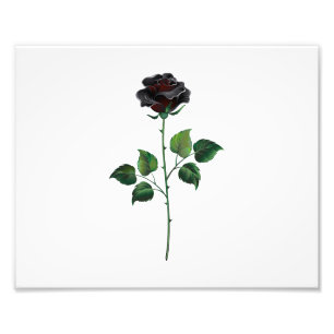 Foto Flor de rosa preta