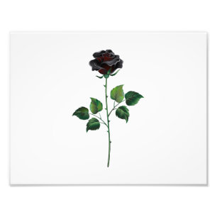 Foto Flor de rosa preta