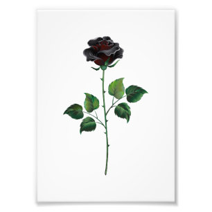 Foto Flor de rosa preta