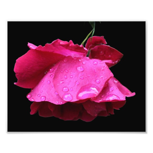 Foto Flor De rosa vermelha E Gotas De Chuva 8x10 (Frente)