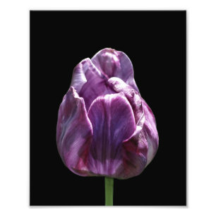 Foto Flor de Tulipas Roxo 8x10