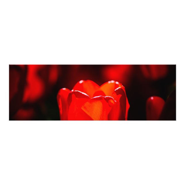 Foto Flor de Tulipas Vermelhas - Fogo (Frente)