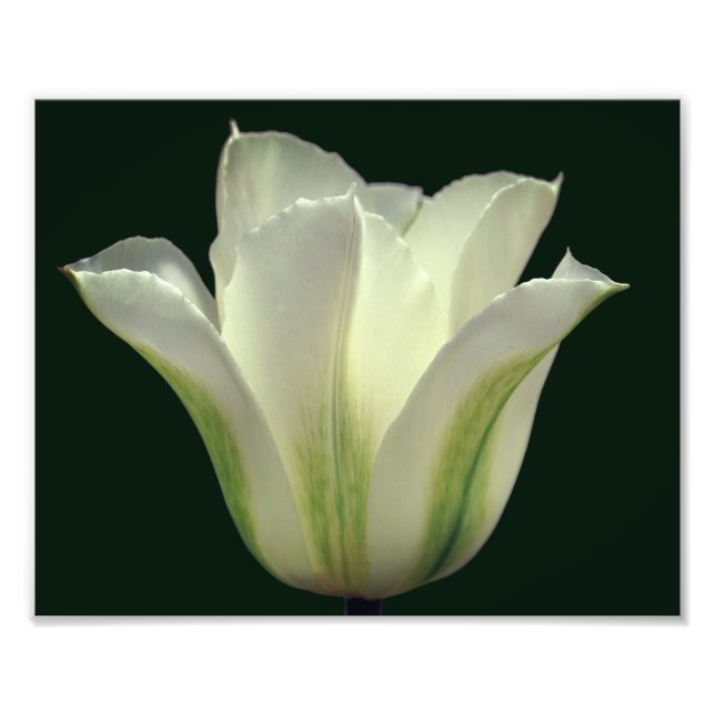 Foto Flor de Tulipas Vermelhos Feche 8x10 (Frente)