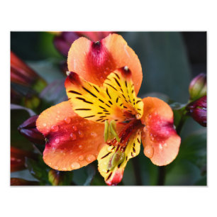 Foto Flor de Verão da Índia
