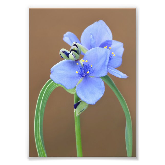 Foto Flor de verme (Frente)