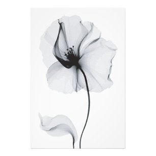 Foto Flor Deslumbrante: Reflexo Radiante da Natureza