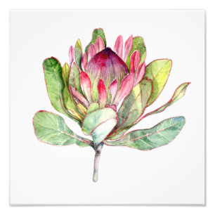 Foto Flor do Protea