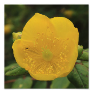 Foto Flor do Wort de St John
