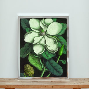 Foto Flor Elegante da Magnésia Branca