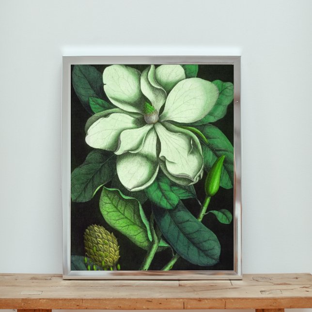 Foto Flor Elegante da Magnésia Branca (Criador carregado)