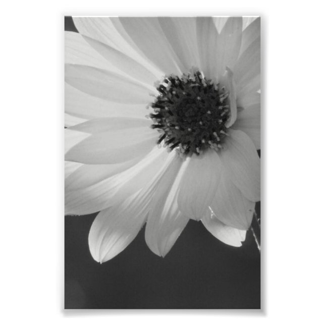 Foto Flor em B/W (Frente)
