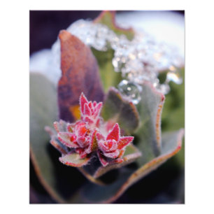 Foto Flor em botão