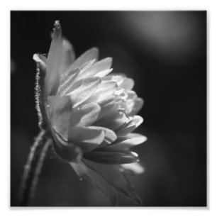 Foto Flor Em Preto E Branco À Luz Do Sol 8x8