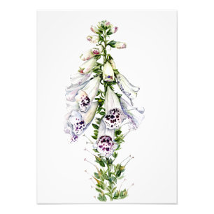 Foto Flor Foxglove