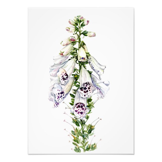 Foto Flor Foxglove (Frente)