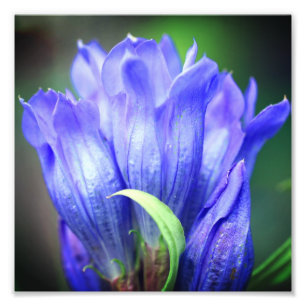 Foto Flor Gentil Azul 8x8