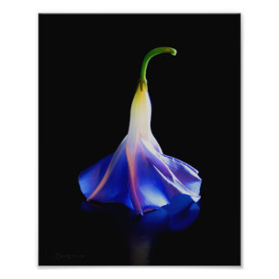 Foto Flor Glória Morning 2